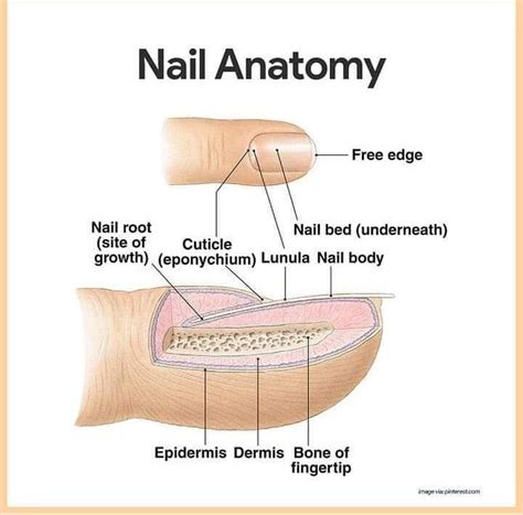 Nail Anatomy Medizzy