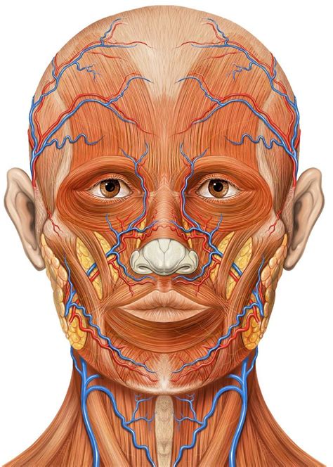 Anatomical Diagram Of The Muscles Of The Face Muscles Of The Face The