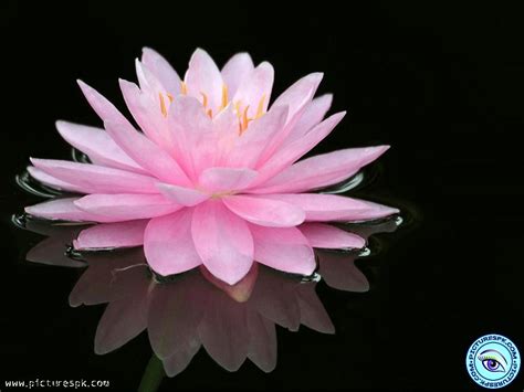 Water Lily Desktop Wallpaper Wallpapersafari