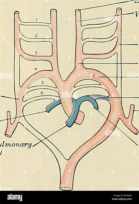 Anatomy Descriptive And Applied Anatomy 762 The Vascular Systems