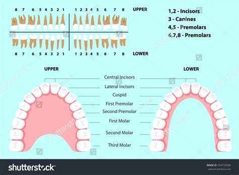 human teeth vector images stock  vectors shutterstock
