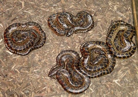 Herpforum Permit To Sell Baby Anacondas In Ca