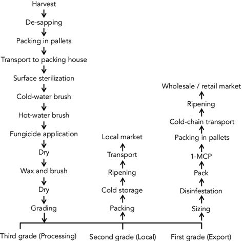 Post Harvest Process Of Mango Fruit Handling From Orchard To Market