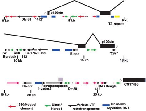 —The region surrounding p120 is highly repetitive. An analysis of 23 kb ...