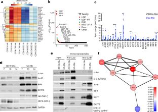 C Jun Overexpression In Car T Cells Induces Exhaustion Resistance Nature