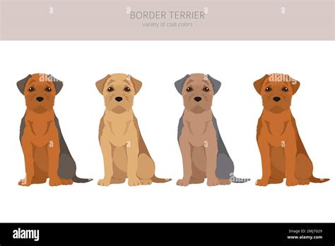 Border terrier clipart. Different coat colors and poses set. Vector ...