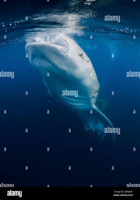 Whale shark eating plankton in blue ocean. Giant Whale shark swimming ...