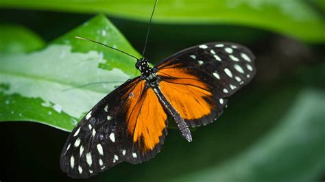 Henry Doorly Zoo En Omaha Estados Unidos