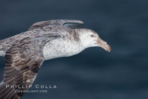 Northern Giant Petrel In Flight Macronectes Halli Falkland Islands