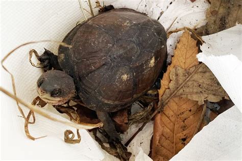 Turtle Conservancy | Outreach | Mud Turtle Found in NYC