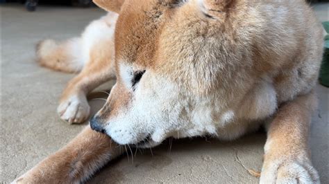 毛づくろい中に一瞬寝落ちする柴犬 Shiba Inu falls asleep for a moment while grooming