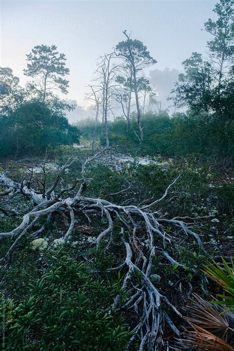 florida forest landscape  stocksy contributor maryanne gobble