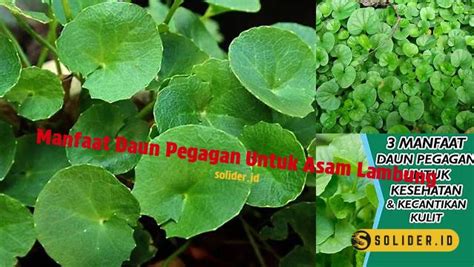 Temukan Manfaat Daun Pegagan Untuk Asam Lambung Yang Jarang Diketahui