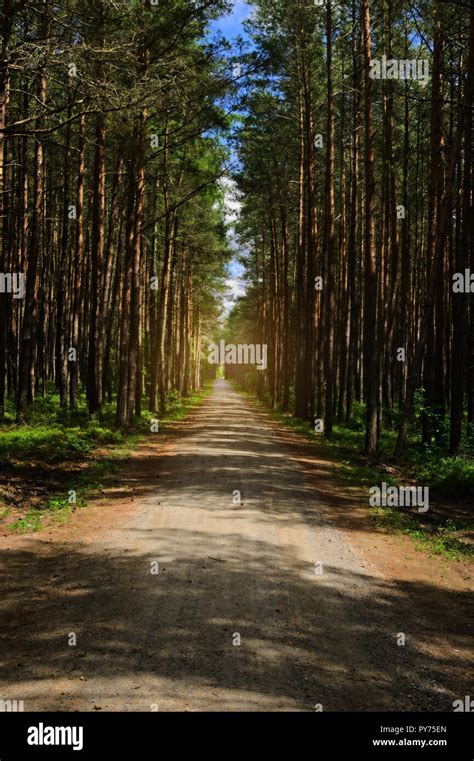 Dirt Road Or Path Through Dark Evergreen Coniferous Pine Forest