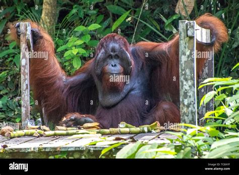 Male Bornean orangutan (Pongo pygmaeus) with full cheek pads, Semenggoh ...