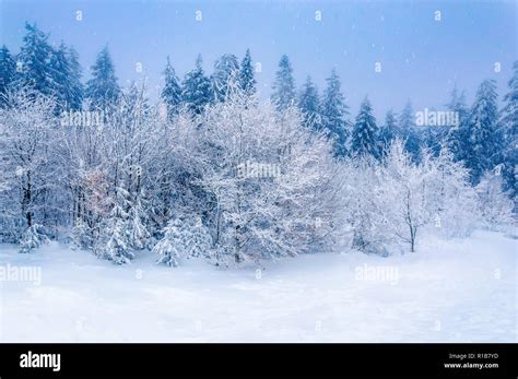 Winter forest scene: deep snow and snowy trees under blue sky in early ...