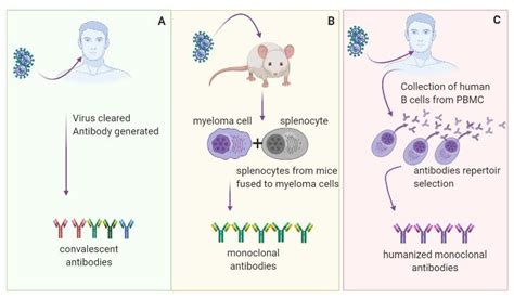 Humanized Monoclonal Antibodies