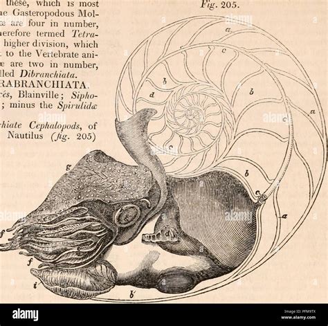 Cyclopædia of anatomy cephalopoda hi-res stock photography and images ...