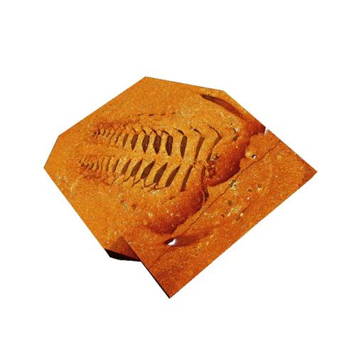 A Trilobite Pompeii Preserves Exquisite Fossils in Volcanic Ash - The New York Times