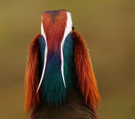 Vroege Vogels Foto Vogels Gekleurde Veren