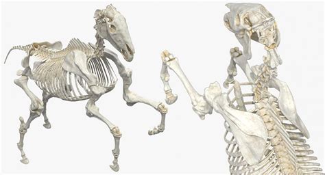 Rearing Horse Skeleton 3D | 3D Molier International