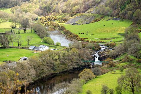 Cattle And Sheep Grazing Near Rheidol John Lucas Cc By Sa 2 0