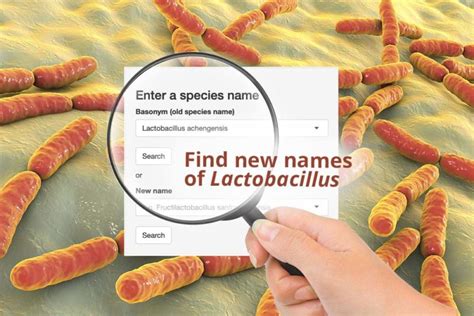 Novel Genera Emended Description Of The Genus Lactobacillus