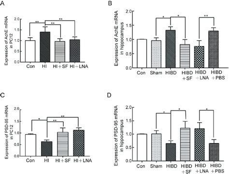 RT PCR Analysis Of The Gene Expression Of AchE MRNA And PSD 95 MRNA In