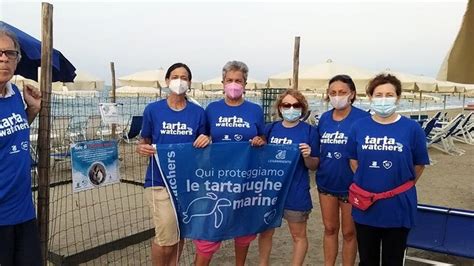 Tartarughe Caretta Caretta Sul Litorale Di Terracina Limpegno Dei