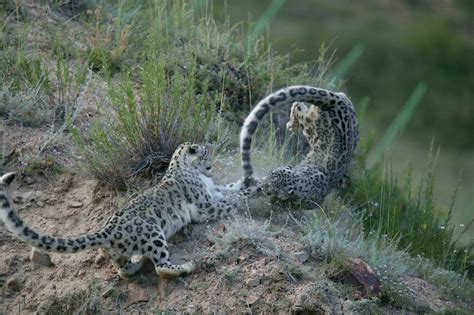 Are Snow Leopards Endangered