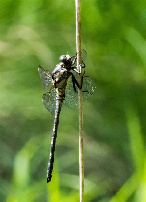 Gray Petaltail dragonfly | Mike Powell