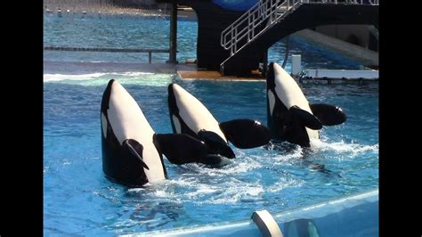 One Ocean Full Show Seaworld San Diego June 23 2014 Youtube