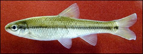 Guadalupe Roundnose Minnow Dionda Nigrotaeniata