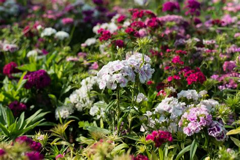 Sweet William Flowers Background - High-quality Free Backgrounds