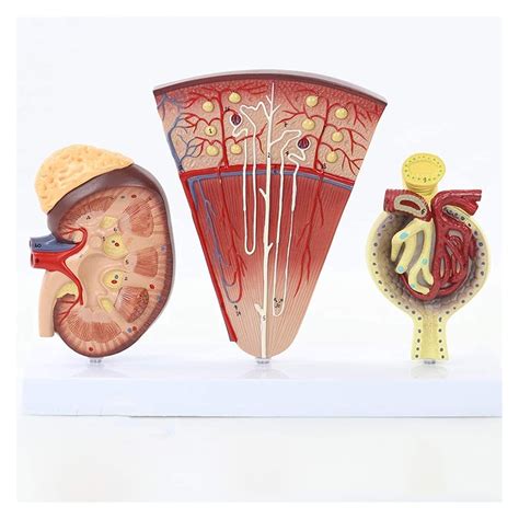 Buy AMDHZ Kidney and Urinary System Model Adrenal Gland Model