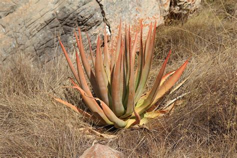 Aloe Macroclada Ibity Massif Walker Young Flickr