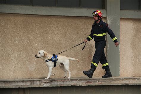 A Firefighter Walking a Dog · Free Stock Photo