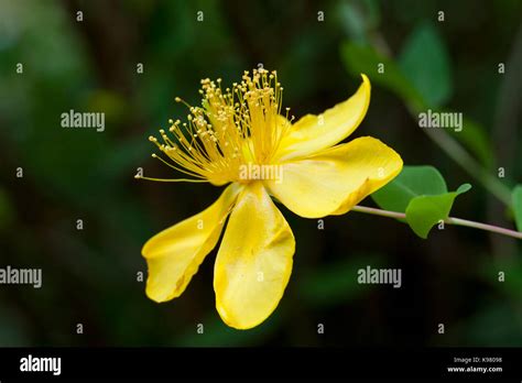 Yellow Flower Of Rose Of Sharon Shrub Plant Hypericum Calycinum Aka