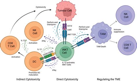 Frontiers Towards A Better Understanding Of Human Inkt Cell