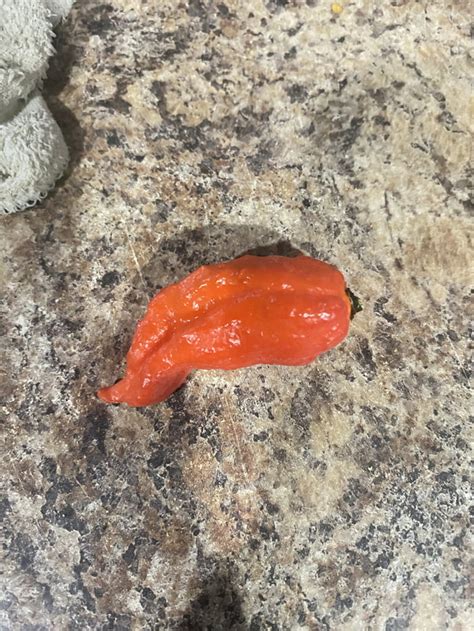 Anyone Know What Pepper This Is 9gag