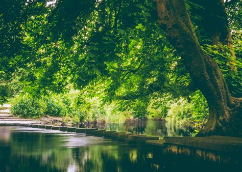 Fotos Gratis Paisaje Rbol Naturaleza Bosque Rama Prado Luz De