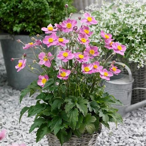 Anemone Japonica Fantasy Cinderella Japanese Anemone Windflower