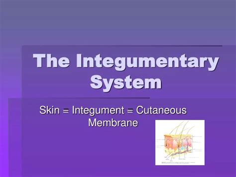 Ppt The Integumentary System Powerpoint Presentation Free Download Id1714726