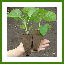 Fast Growing Tree Paulownia Seeds Empress Tree Seeds For Sale