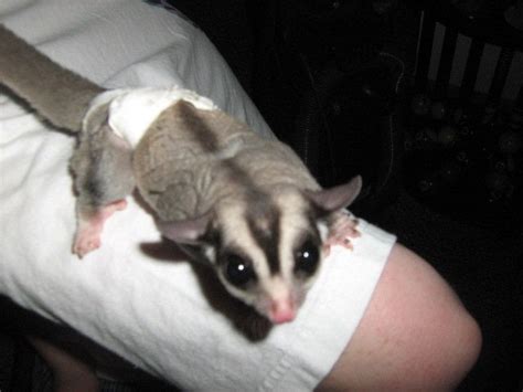 Just A Sugar Glider In A Diaper Aww