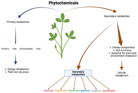 Plants Free Full Text Phytochemicals And Their Usefulness In The