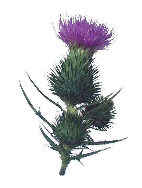 botanical drawing thistle | Scottish thistle tattoo, Thistles art, Thistle tattoo