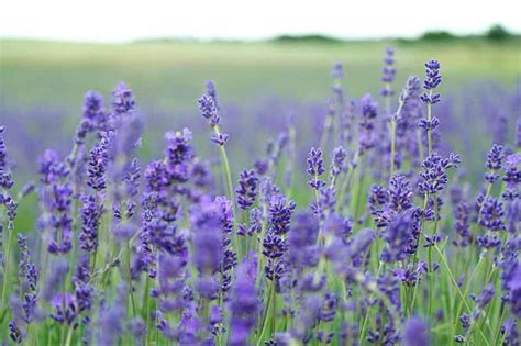 Lavender Oil for Anxiety: Know Everything About How to Use