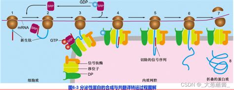 细胞生物学 6 蛋白质分选与膜泡运输srp细胞生物学 Csdn博客