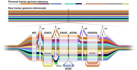 The Pangenome Breakthrough A Crystal Clear Image Of Human Genomic